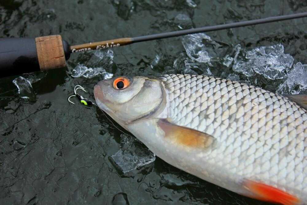 wędki podlodowe do żuczka